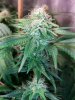 Ice_Mud_budmaster_COB_LED_Grow_Light_day_28 (19).jpg