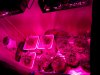 Ice_Mud_budmaster_COB_LED_Grow_Light_day_28 (22).jpg