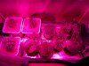 Ice_Mud_budmaster_COB_LED_Grow_Light_day_28 (24).jpg