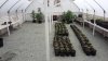 empty greenhouse.jpe