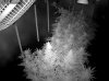 Camshot Flower Room Day36-Day8 05-29-2016-IR.jpg