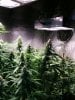 COB_LED_GROW_ICE_MUD_BUDMASTER (1).jpg