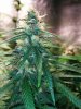 COB_LED_GROW_ICE_MUD_BUDMASTER (14).jpg