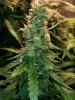 COB_LED_GROW_ICE_MUD_BUDMASTER (15).jpg