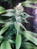 COB_LED_GROW_ICE_MUD_BUDMASTER (16).jpg