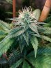 COB_LED_GROW_ICE_MUD_BUDMASTER (18).jpg