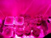 Budmaster_LED_GROW_LIGHT_ICE_MUD_ICEMUD (3).jpg