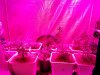 Budmaster_LED_GROW_LIGHT_ICE_MUD_ICEMUD (9).jpg