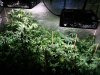 COB_LED_GROW_LIGHT_BUDMASTER_ICE_MUD_ICEMUD (1).jpg