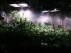 COB_LED_GROW_LIGHT_BUDMASTER_ICE_MUD_ICEMUD (4).jpg