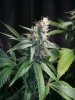 COB_LED_GROW_LIGHT_BUDMASTER_ICE_MUD_ICEMUD (7).jpg