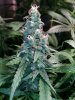 COB_LED_GROW_LIGHT_BUDMASTER_ICE_MUD_ICEMUD (8).jpg