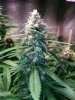 COB_LED_GROW_LIGHT_BUDMASTER_ICE_MUD_ICEMUD (10).jpg