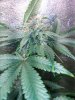 COB_LED_GROW_LIGHT_BUDMASTER_ICE_MUD_ICEMUD (15).jpg