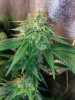 COB_LED_GROW_LIGHT_BUDMASTER_ICE_MUD_ICEMUD (16).jpg