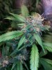 COB_LED_GROW_LIGHT_BUDMASTER_ICE_MUD_ICEMUD (18).jpg