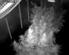 Camshot Flower Room Day55-Day27 06-17-2016-IR.jpg