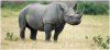 Black-Rhinoceros-6.jpg