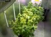 Camshot Flower Room Day58-Day30 06-20-2016-COBs.jpg