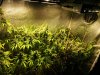 cob_led_grow_light_ice_mud_icemud (1).jpg