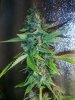 cob_led_grow_light_ice_mud_icemud (7).jpg