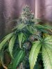 cob_led_grow_light_ice_mud_icemud (12).jpg