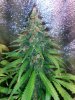 cob_led_grow_light_ice_mud_icemud (13).jpg