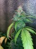 cob_led_grow_light_ice_mud_icemud (14).jpg