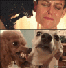 Ugly-Dog-Funny-GIF.gif