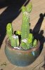 trichocereus again.jpg