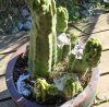 trichocereus again again.jpg