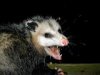 possum.jpg