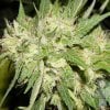 world-of-seeds-medical-collection-northern-lights-x-big-bud-feminised-seeds_500.jpg