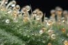 cannabis-trichomes-closeup-thcfinder.jpg