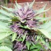 delicious-jota-mayuscula-purple-auto-autoflowering-feminised-seeds_500.jpg