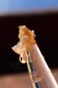 grapeog_flower_rosin_1_web.jpg