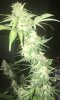 BR2-3-Day53-Harvest-2.JPG