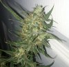 BR2-5-Day53-Harvest-3.JPG