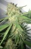 Harlequin-Day53-Harvest-3.JPG