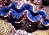 Giant-Clam-02.jpg