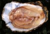 oyster.jpg