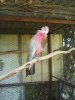 Galah.JPG