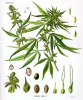 Cannabis_sativa_Koehler_drawing1111.jpg