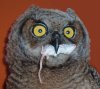 great_horned_owl_young.jpg