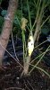 729016-1 Stalk view.jpg