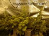 Northern Light RQS.jpg