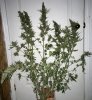 BR2-4-Harvest-Day71-1.JPG