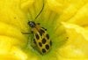 12_spotted_cucumber_beetle_dori_2.jpg