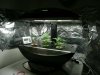 Aerogarden4.jpg