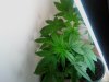 weed plant 2.jpg